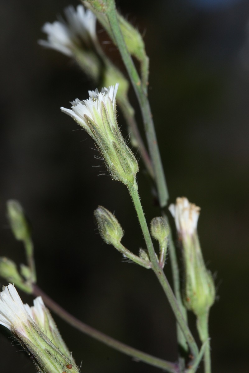 White Hawkweed