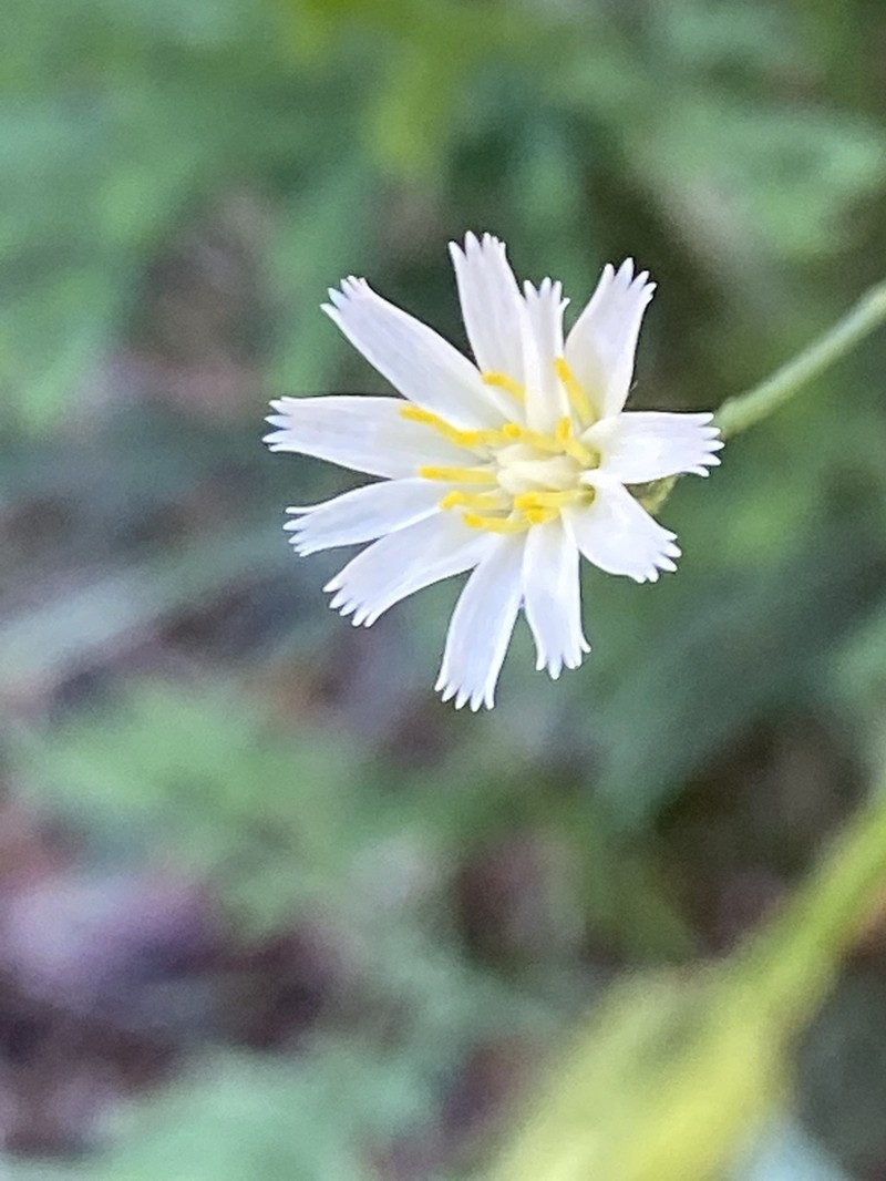 White Hawkweed