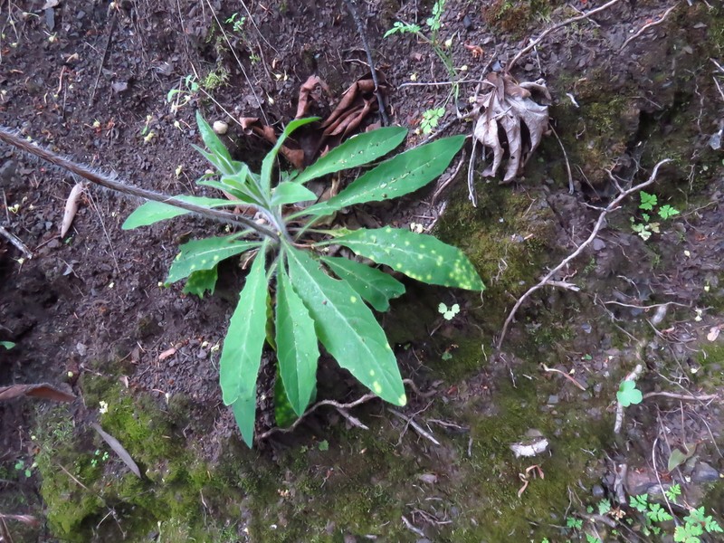 White Hawkweed photo 2