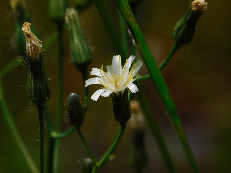 White Hawkweed photo 4