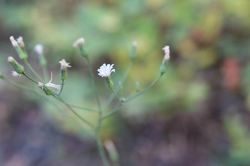 White Hawkweed photo 5