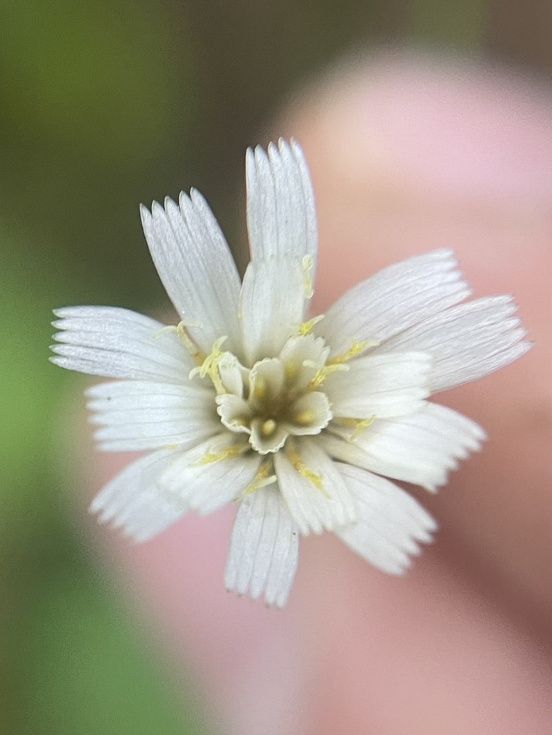 White Hawkweed photo 7