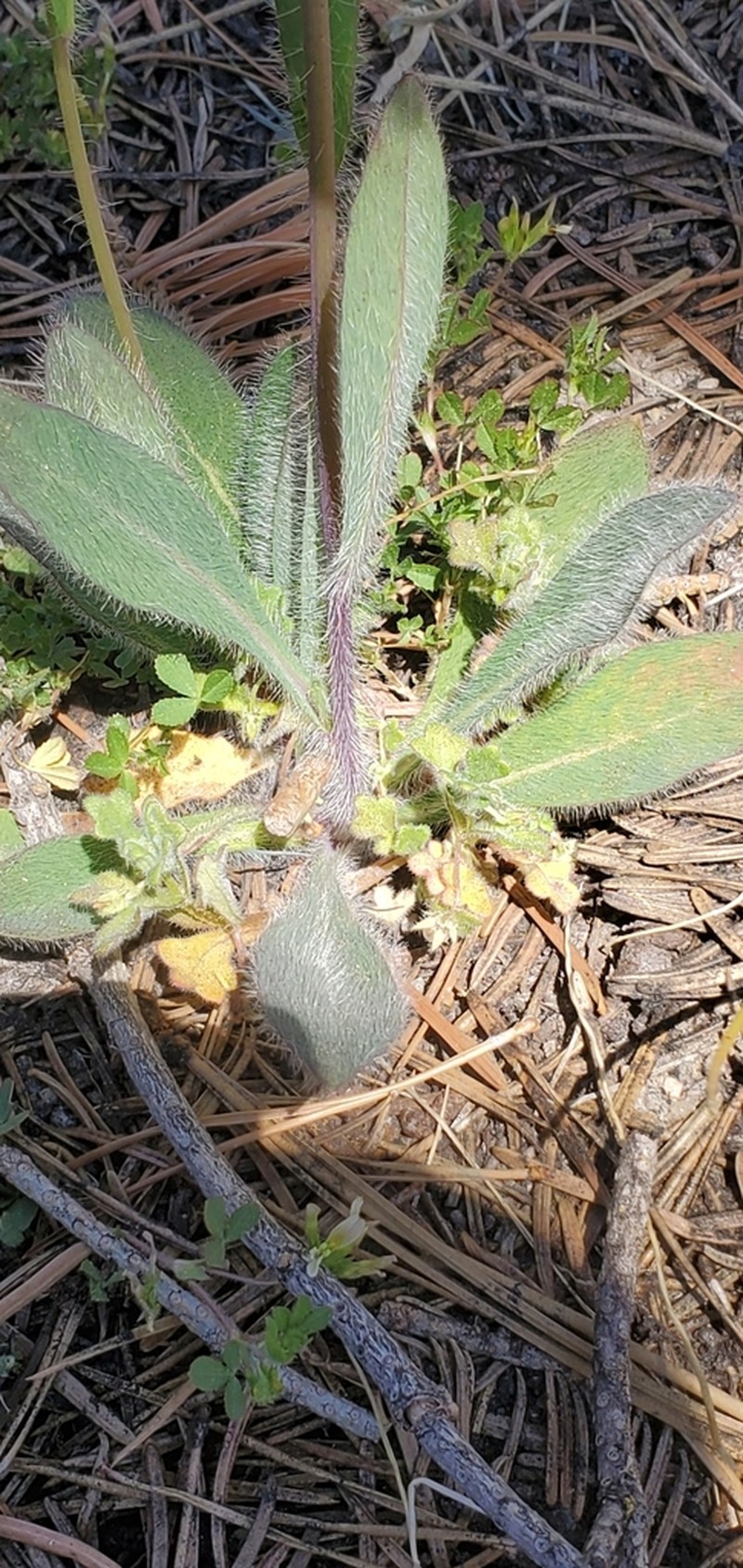 White Hawkweed photo 8