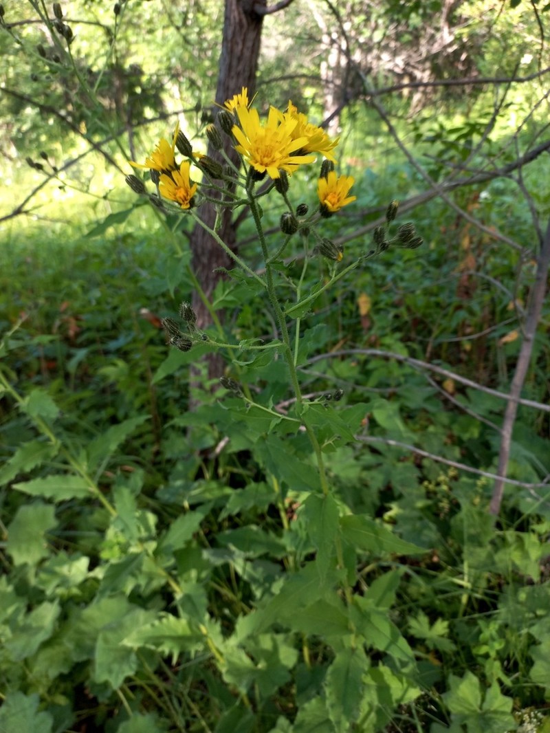 Hieracium albocostatum photo 2
