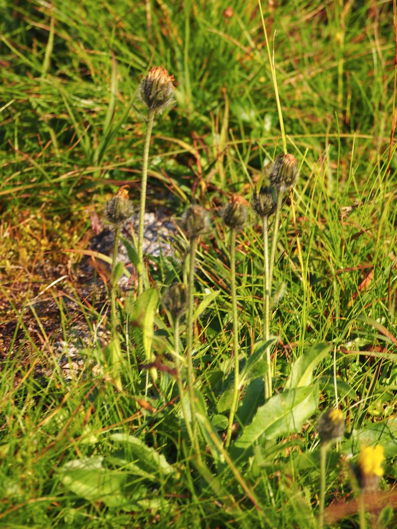 Alpine Hawkweed photo 2