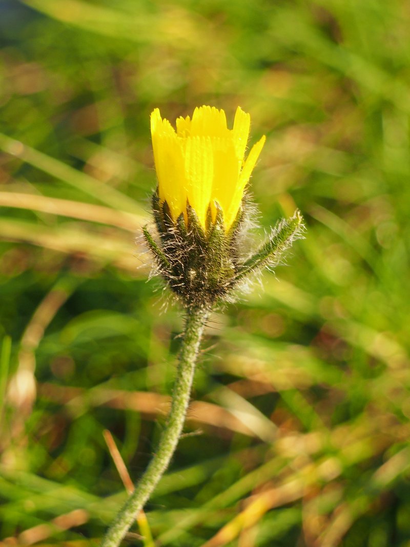 Alpine Hawkweed photo 3