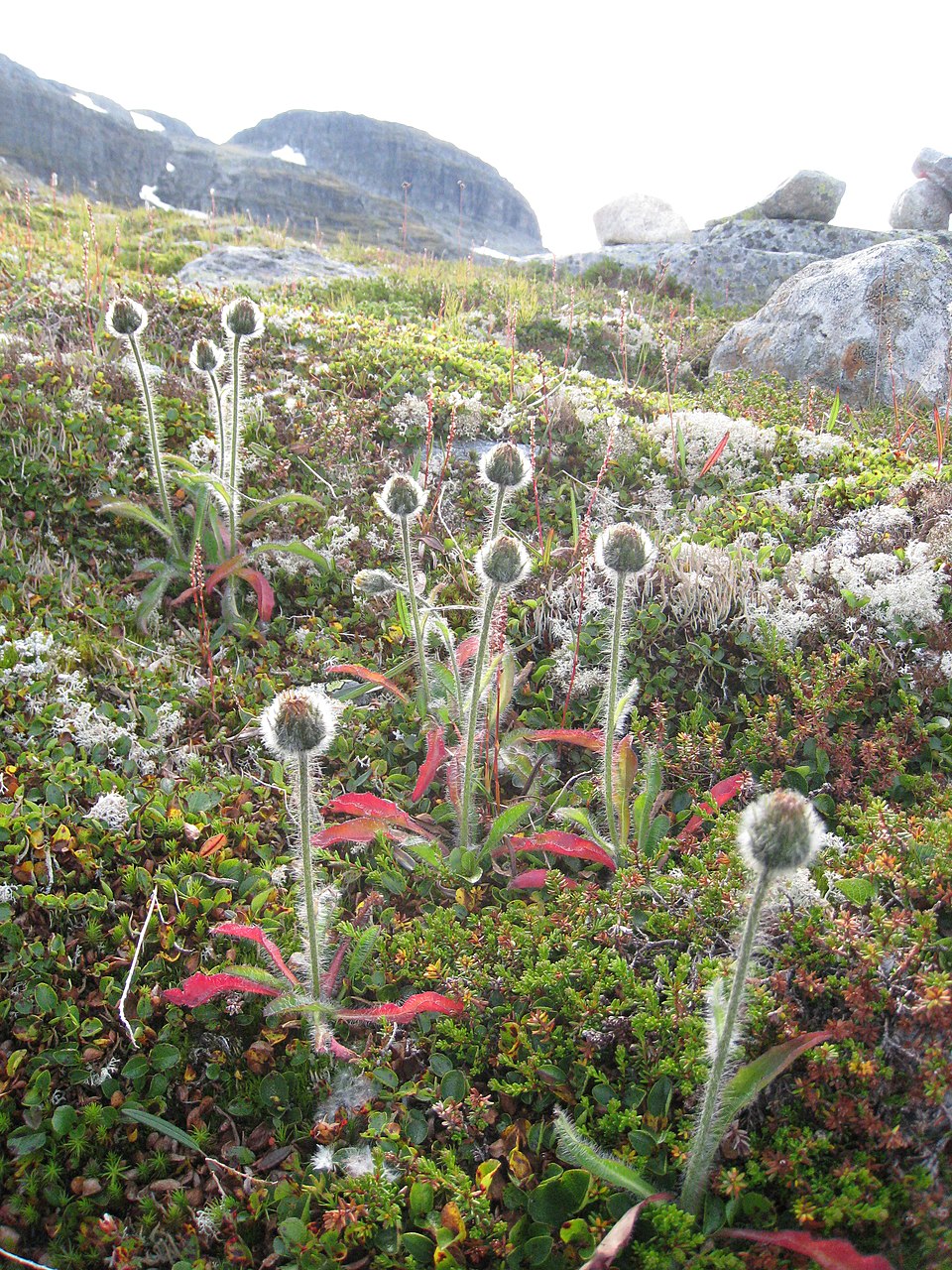 Alpine Hawkweed photo 4