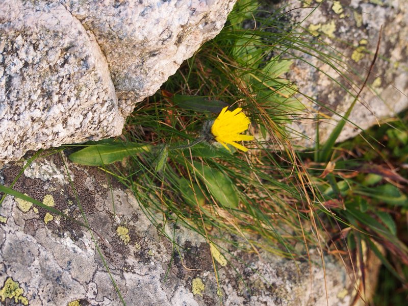 Alpine Hawkweed photo 5