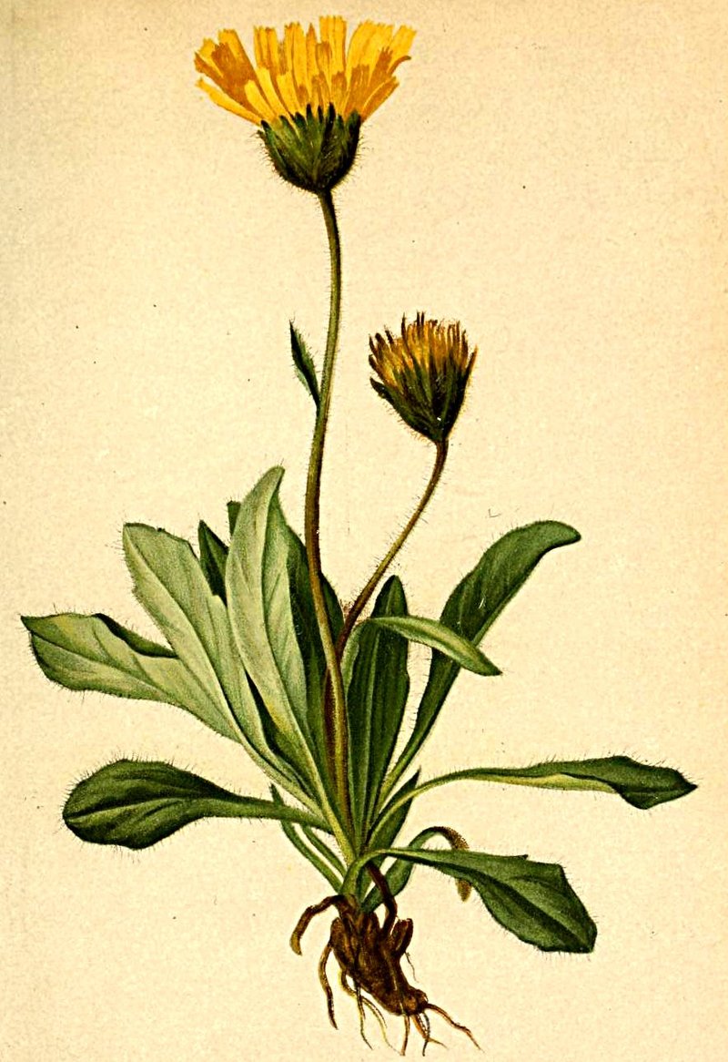 Alpine Hawkweed photo 6