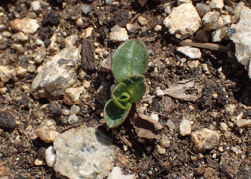 Alpine Hawkweed photo 7