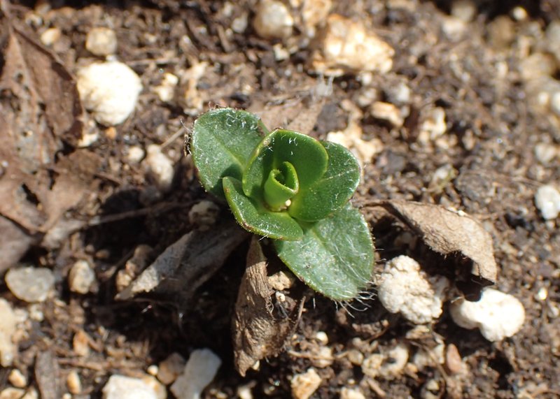 Alpine Hawkweed photo 8