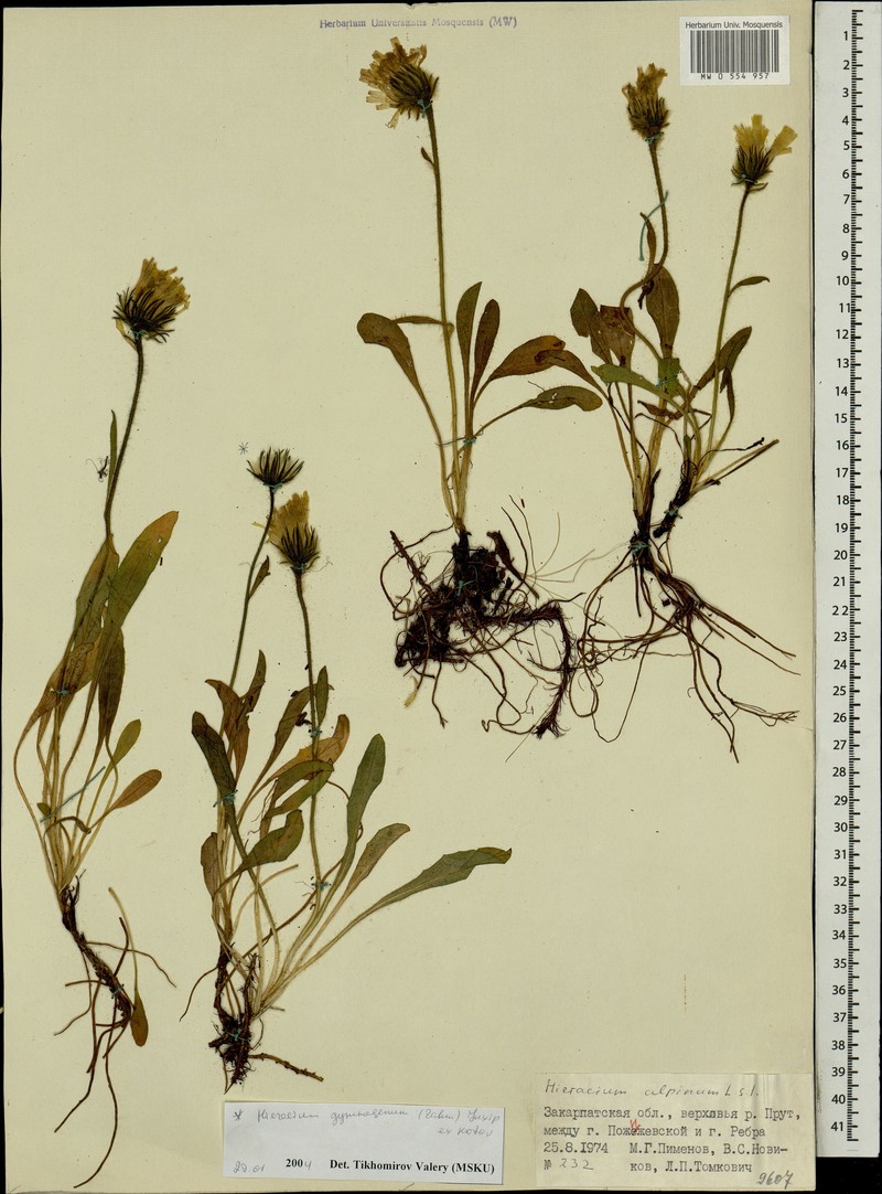 Hieracium alpinum subsp. gymnogenum