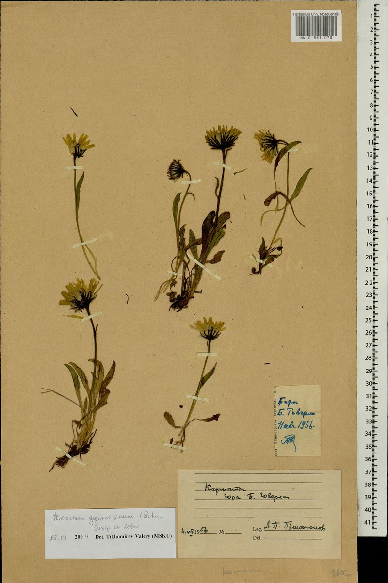Hieracium alpinum subsp. gymnogenum photo 2