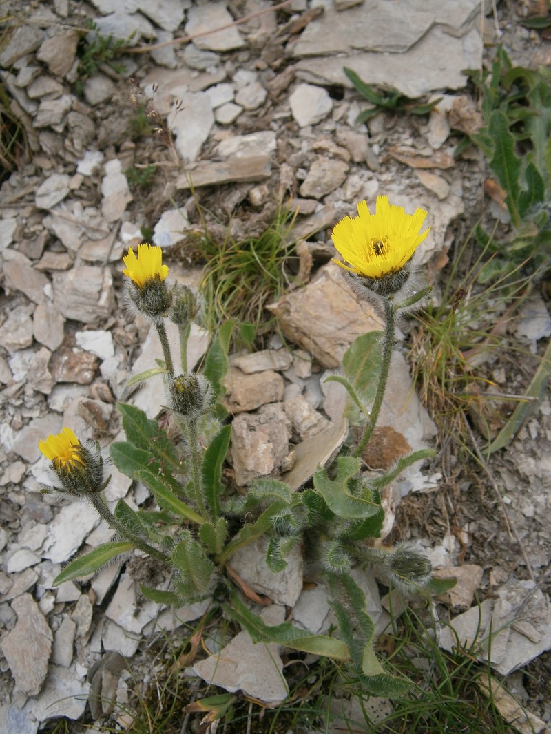 Hieracium alpinum subsp. halleri