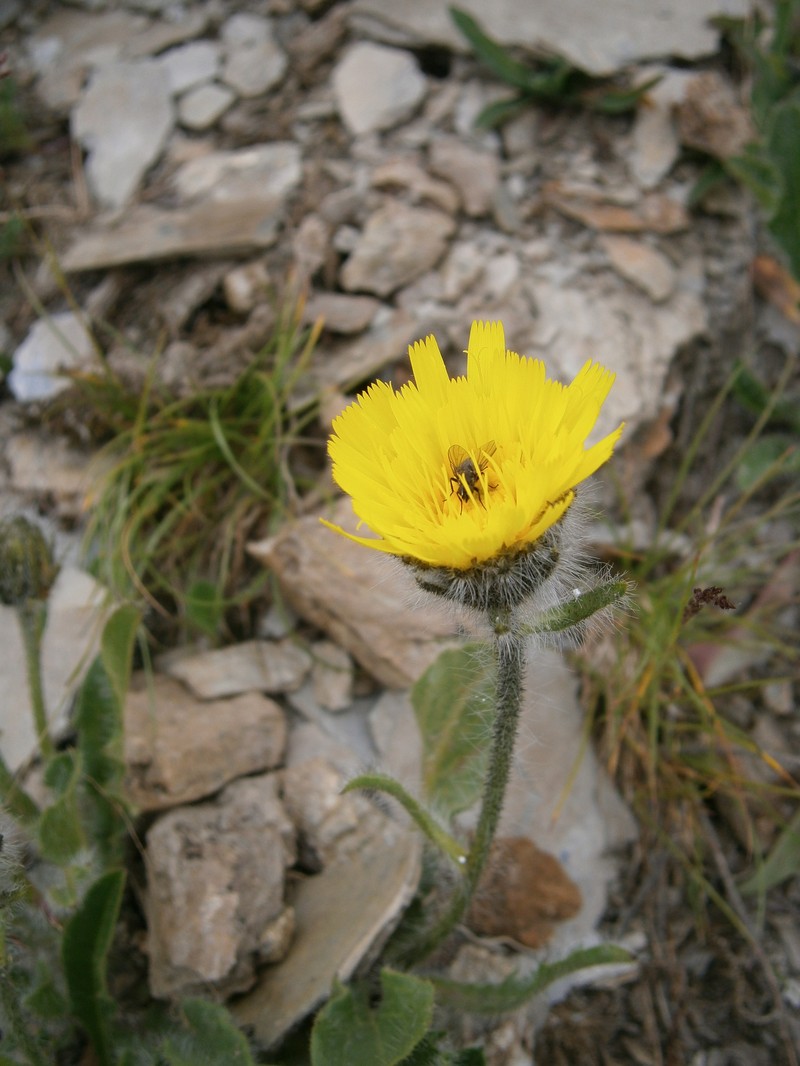 Hieracium alpinum subsp. halleri photo 2