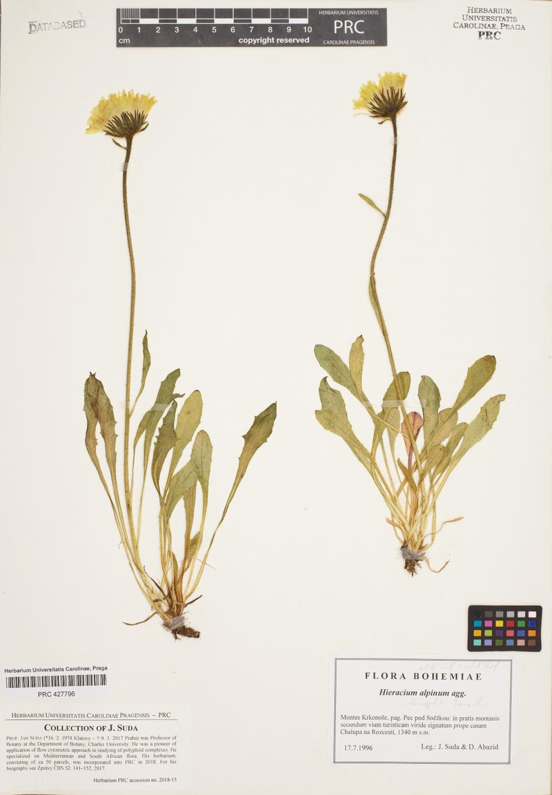 Hieracium alpinum subsp. melanocephalum