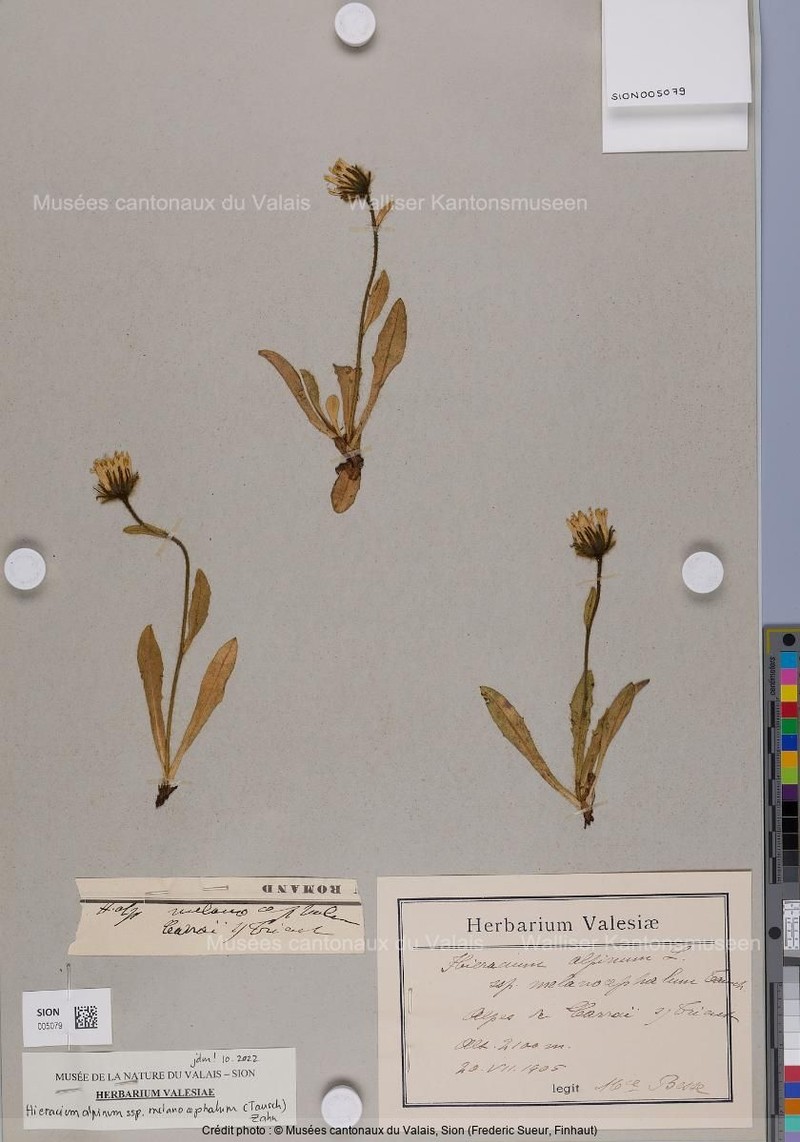 Hieracium alpinum subsp. melanocephalum photo 2