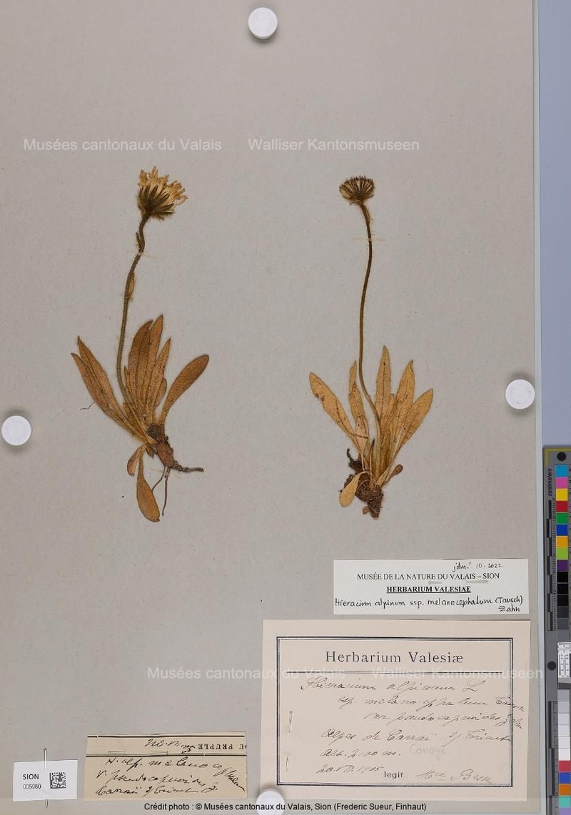Hieracium alpinum subsp. melanocephalum photo 3