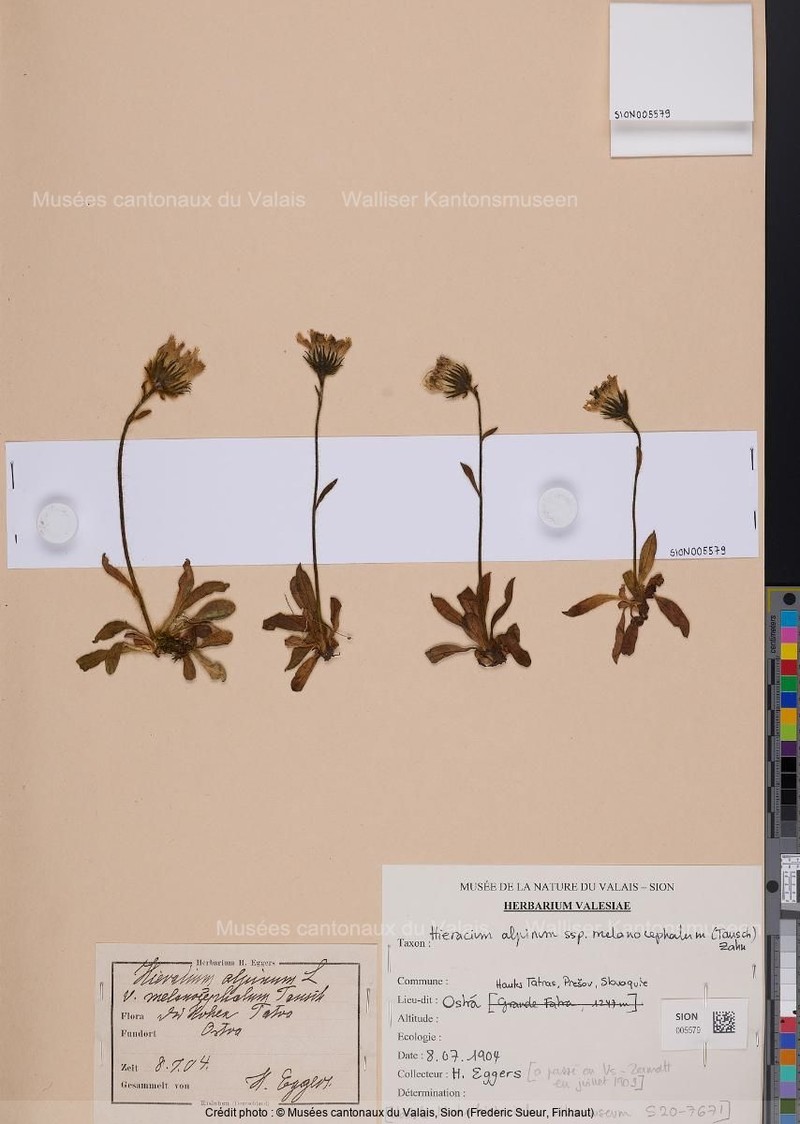 Hieracium alpinum subsp. melanocephalum photo 4