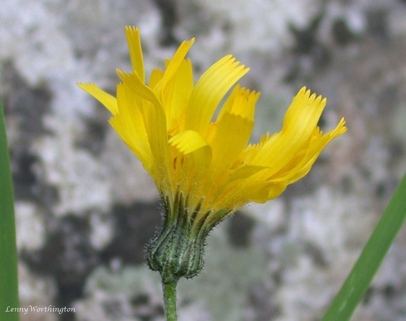 Hieracium amnicola photo 2