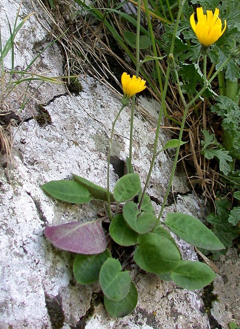 Hieracium amnicola photo 3