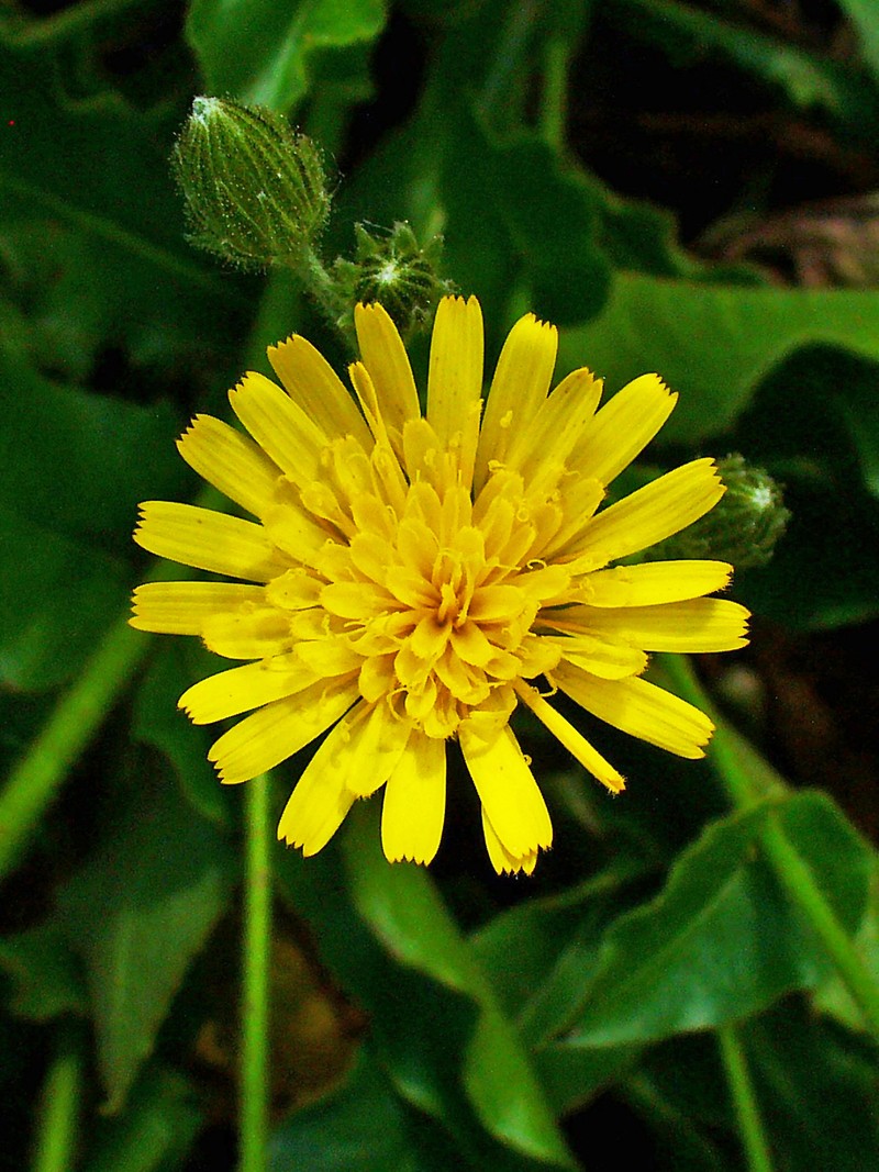 Hieracium amplexicaule