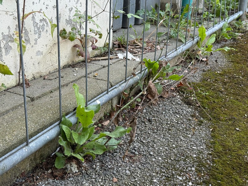 Hieracium amplexicaule photo 2