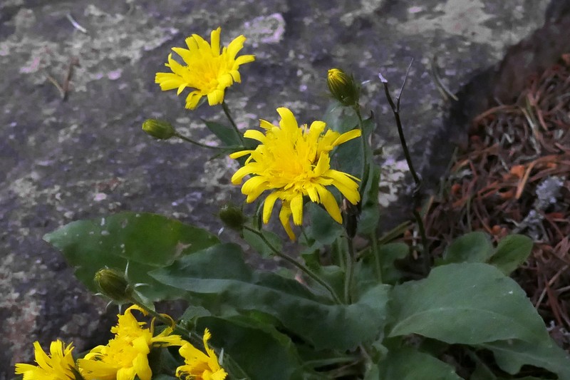 Hieracium amplexicaule photo 3