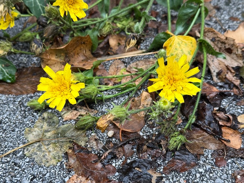 Hieracium amplexicaule photo 4