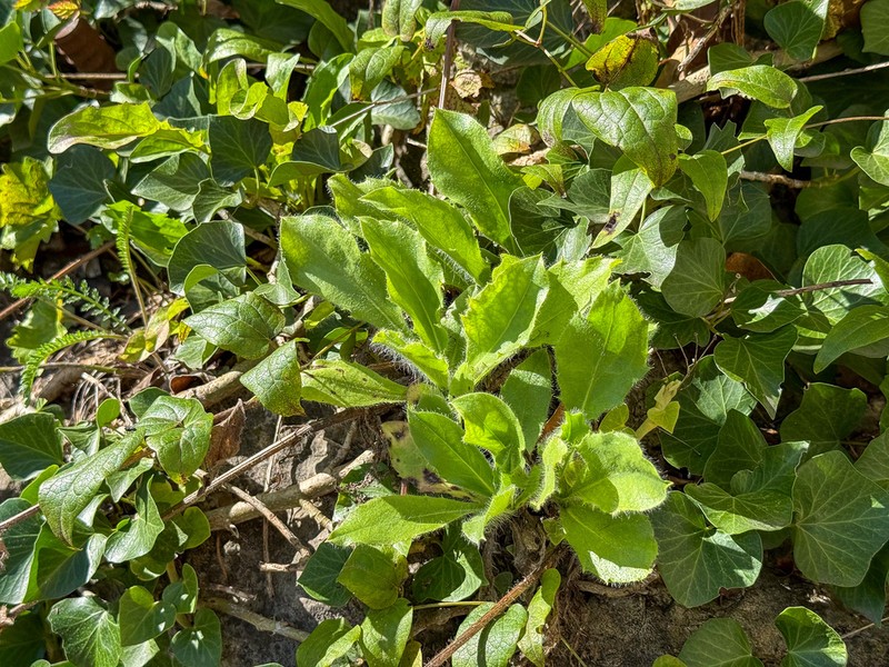 Hieracium amplexicaule photo 5
