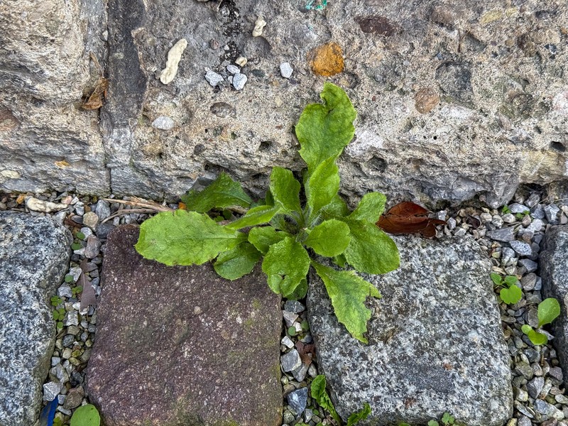 Hieracium amplexicaule photo 6
