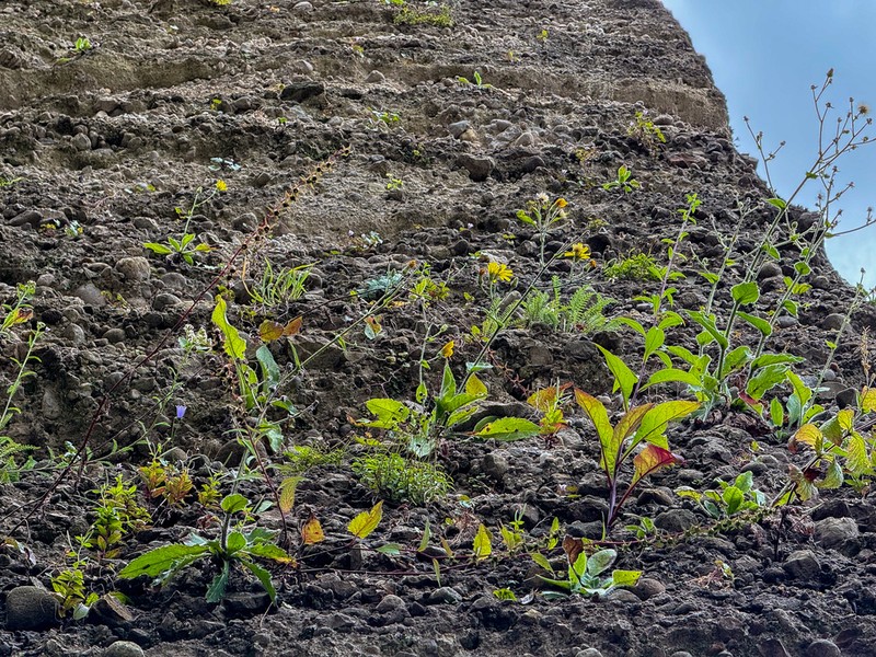 Hieracium amplexicaule photo 7