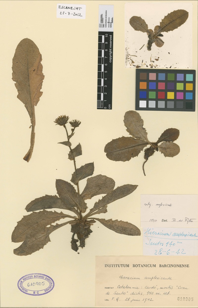 Hieracium amplexicaule subsp. amplexicaule