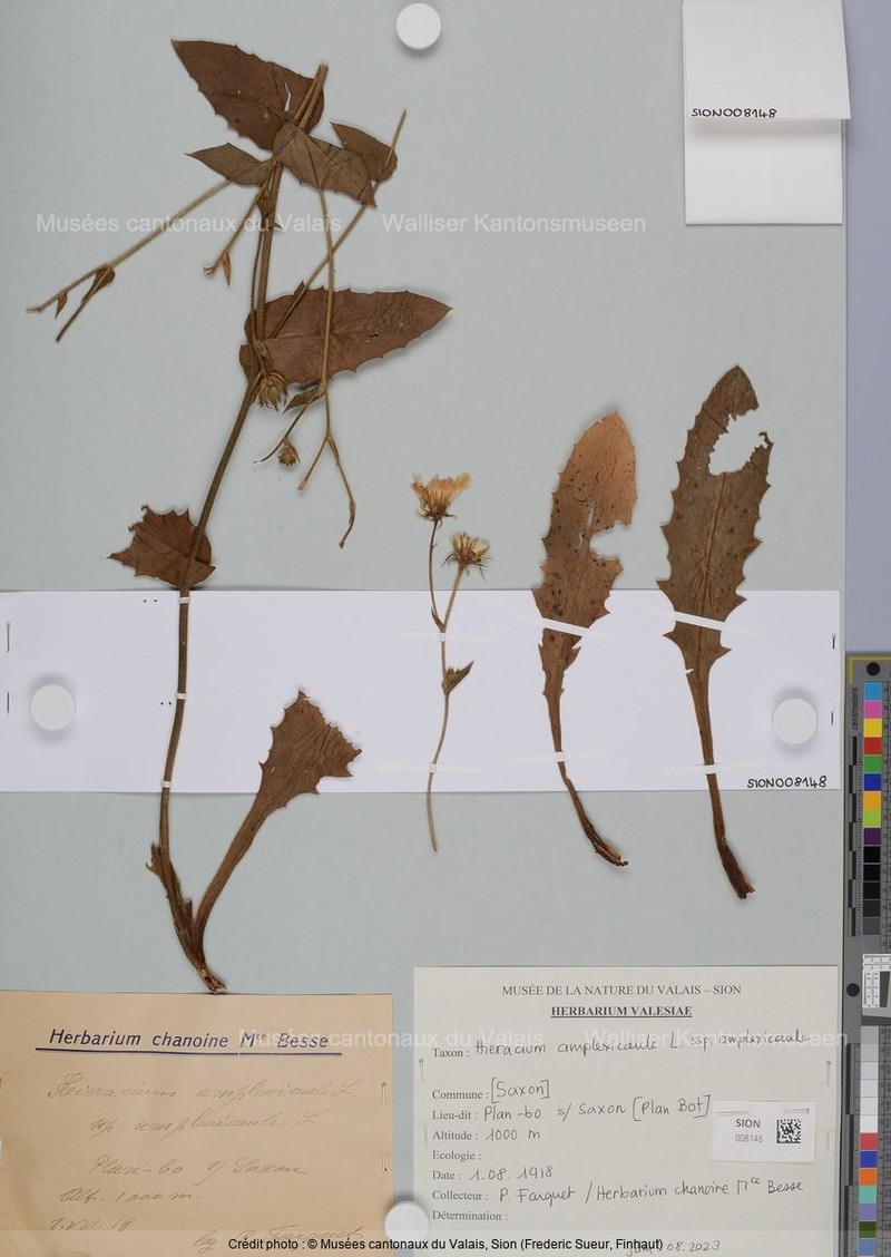Hieracium amplexicaule subsp. amplexicaule photo 2