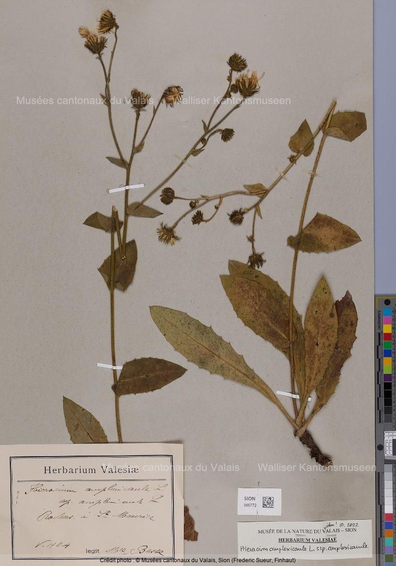Hieracium amplexicaule subsp. amplexicaule photo 3