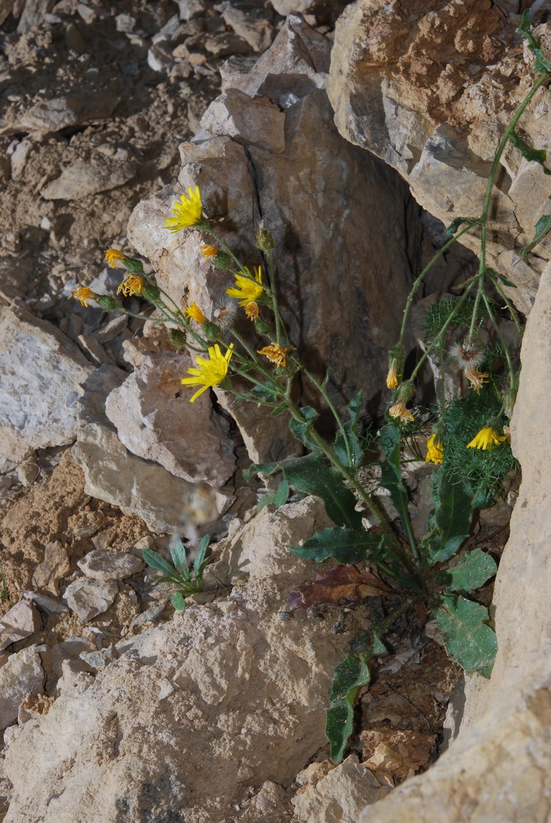 Hieracium amplexicaule subsp. berardianum