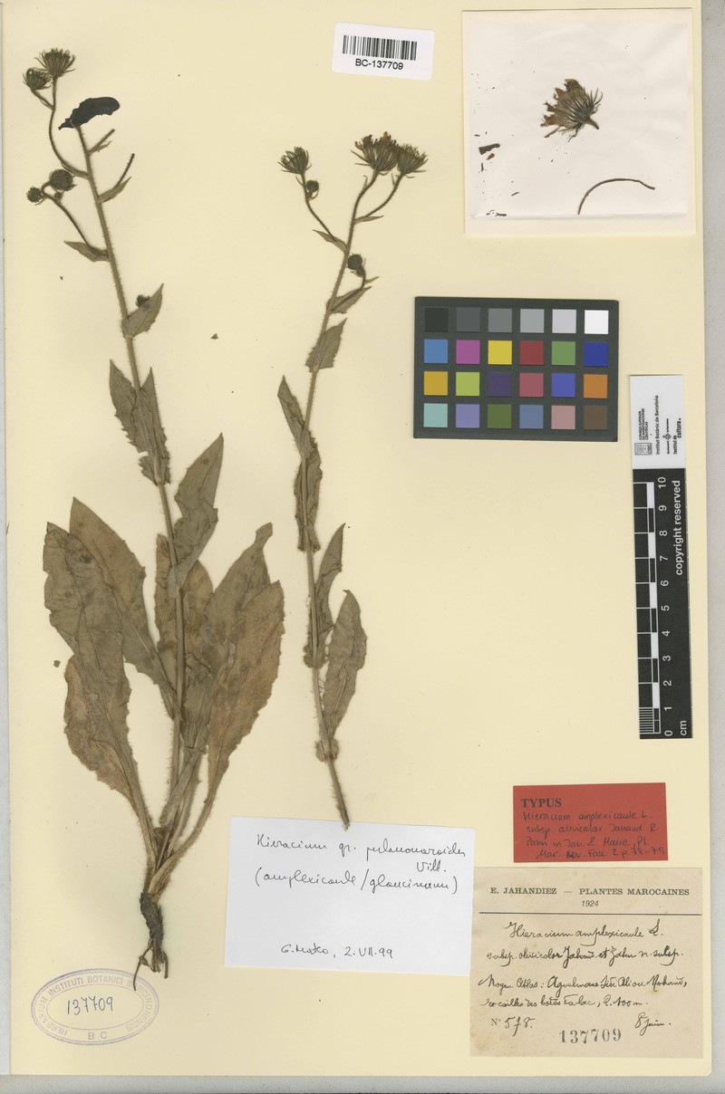 Hieracium amplexicaule subsp. olivicolor