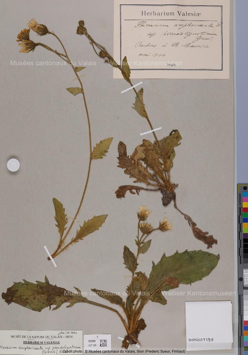 Hieracium amplexicaule subsp. pseudoligusticum