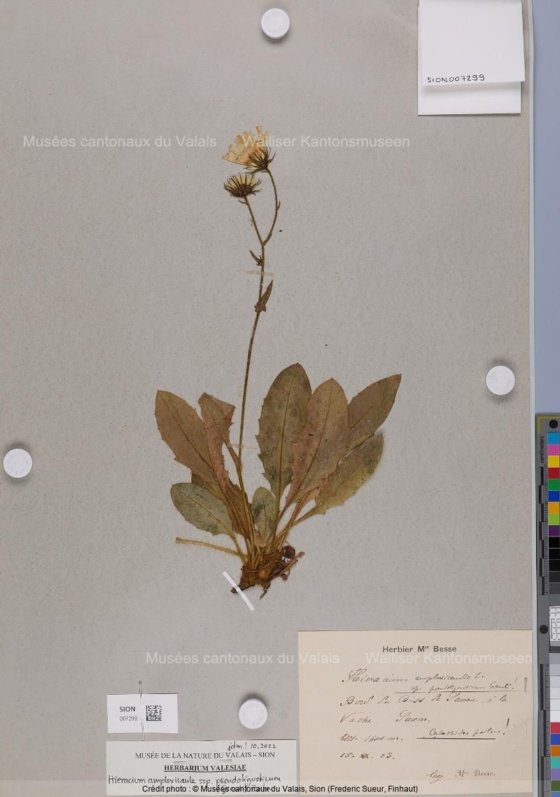 Hieracium amplexicaule subsp. pseudoligusticum photo 3