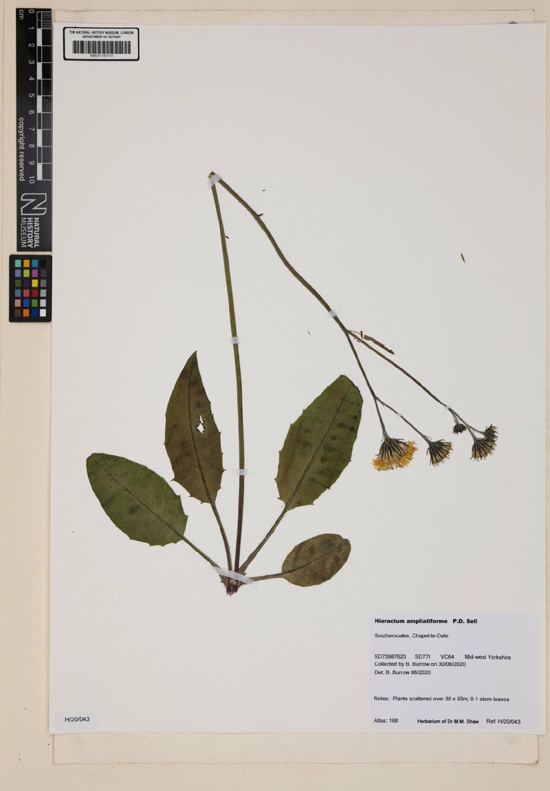 Hieracium ampliatiforme