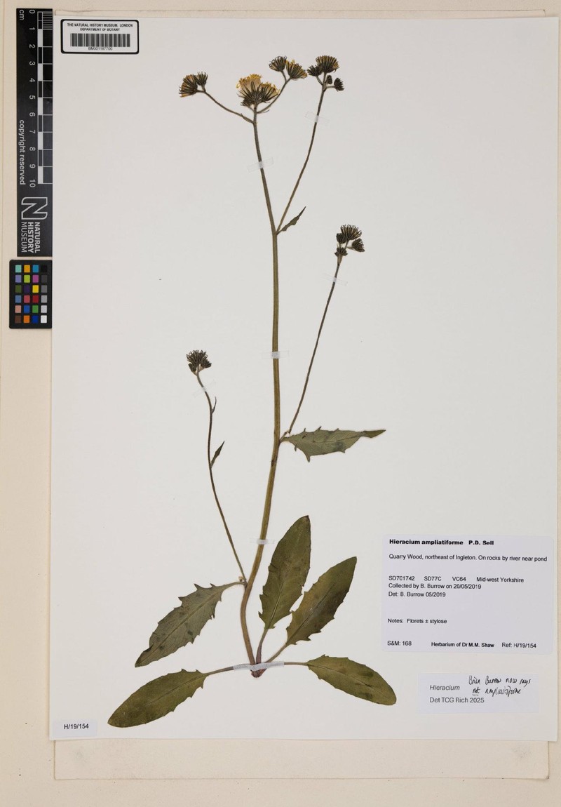 Hieracium ampliatiforme photo 2