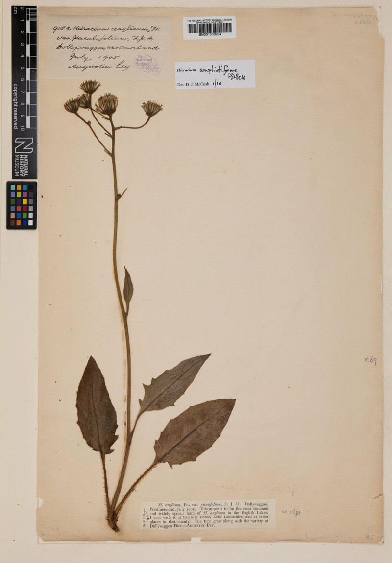 Hieracium ampliatiforme photo 3