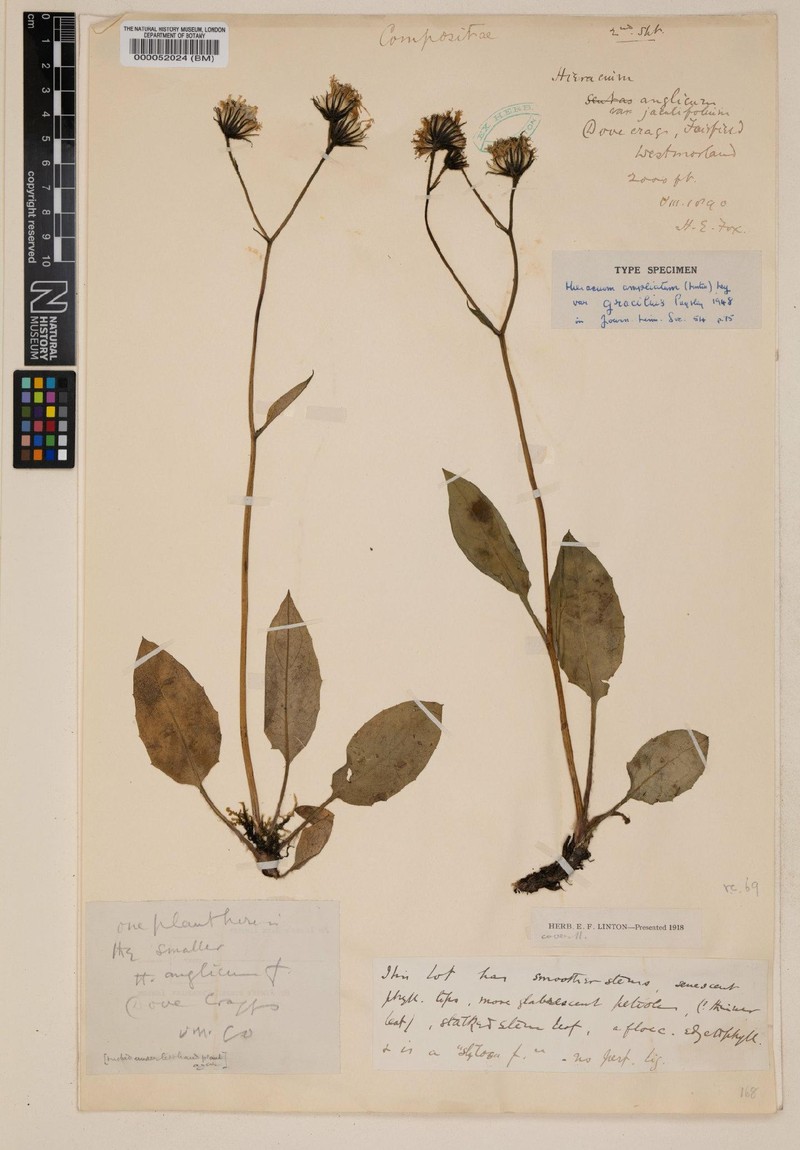 Hieracium ampliatiforme photo 4