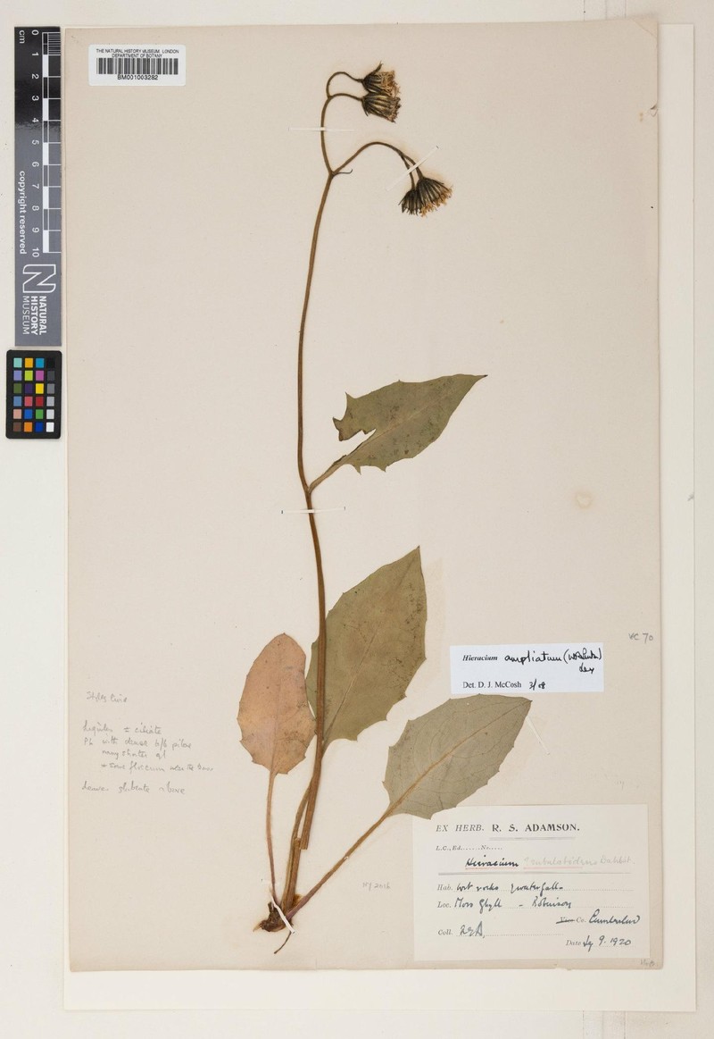 Hieracium ampliatum