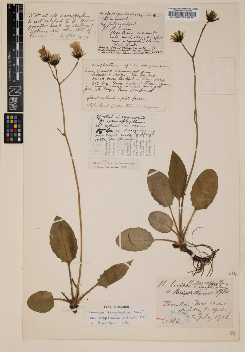Hieracium ampliatum photo 2