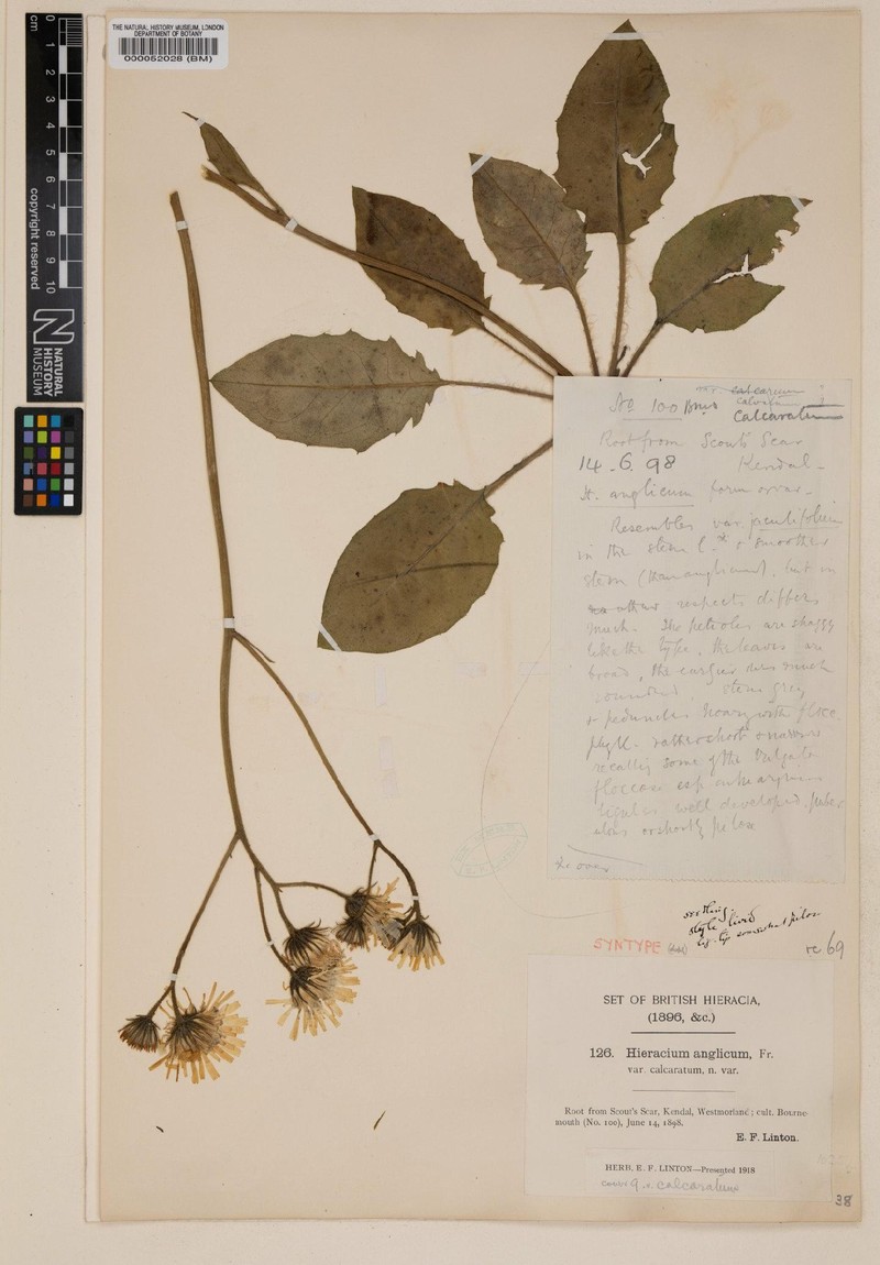 Hieracium ampliatum photo 3