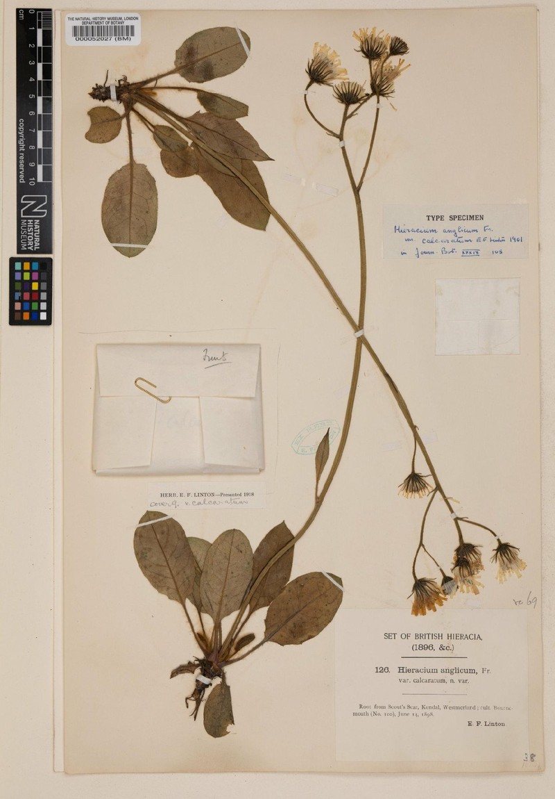 Hieracium ampliatum photo 4