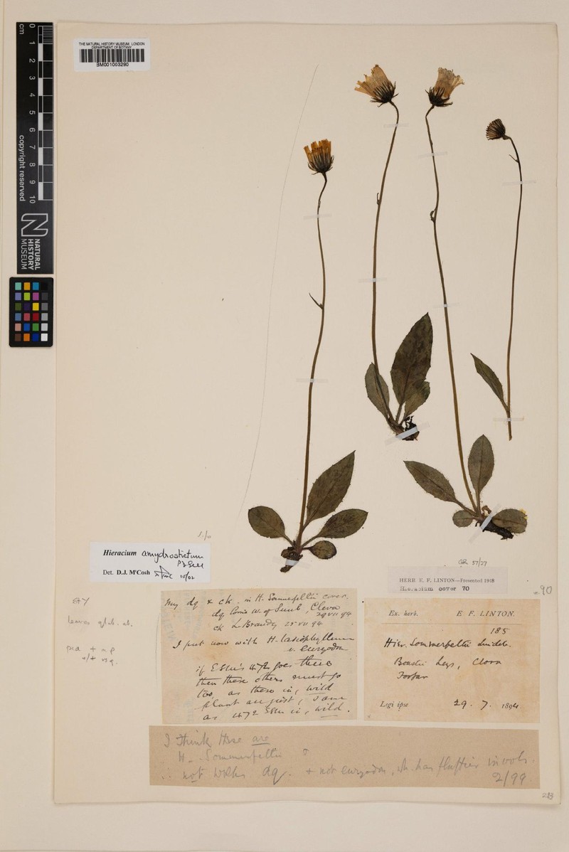 Hieracium amydrostictum