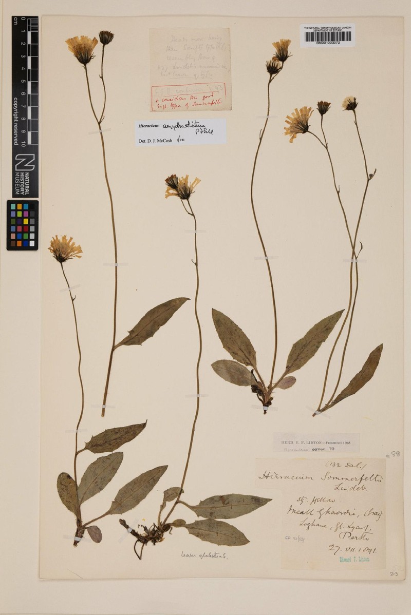Hieracium amydrostictum photo 2