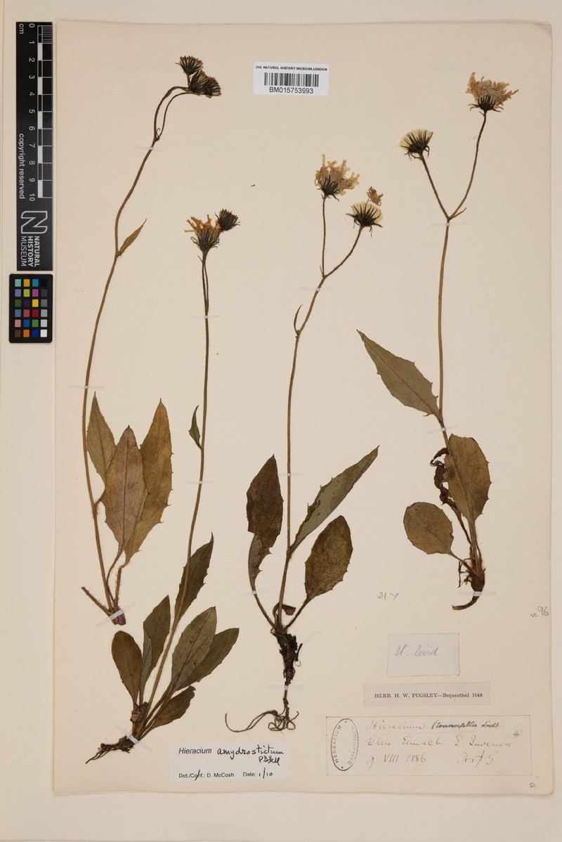 Hieracium amydrostictum photo 3